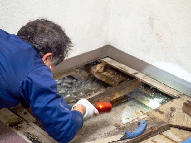 Best HVAC Mold Remediation in Oakwood, GA
