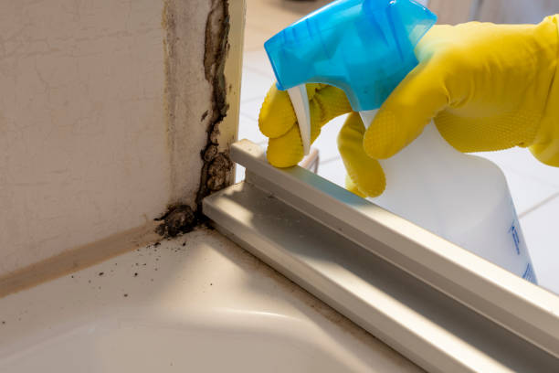 Best DIY Mold Remediation Support Services in Oakwood, GA