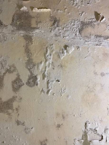Best Mold Remediation for Specific Building Types in Oakwood, GA